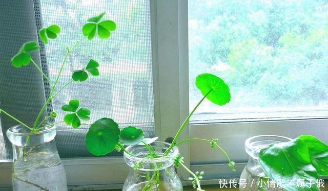 『养分』记住“3个步骤”,养出“硬币”大小的铜钱草,枝叶有劲不倒伏!