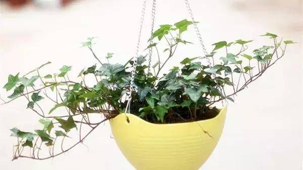 『外观很』怎样浇水都死不了的植物,新手们速度收藏起来