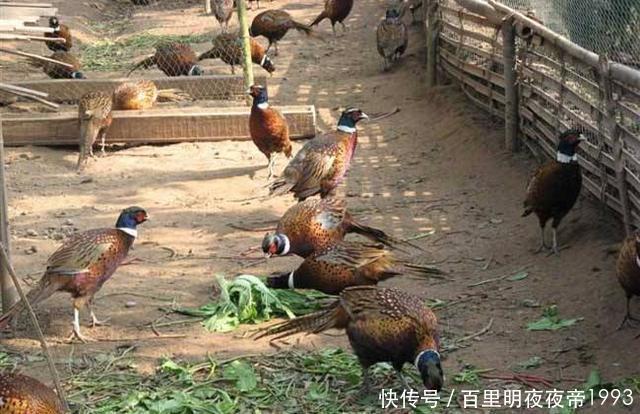  #鸡粪#曾经在农村很火的“林下养鸡”，为啥近年来没人干了？你