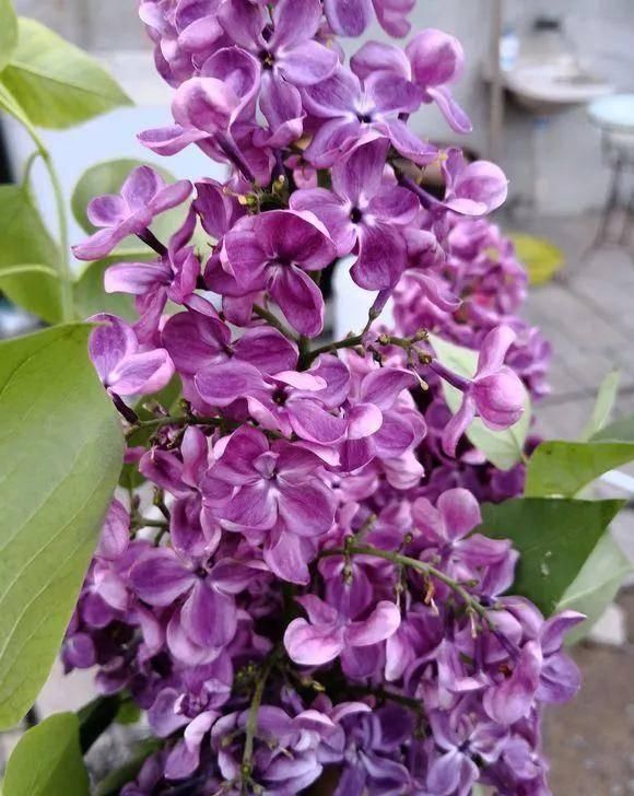  『植株开花之后』.这几种开花是紫色的植物，养在家里紫气东来