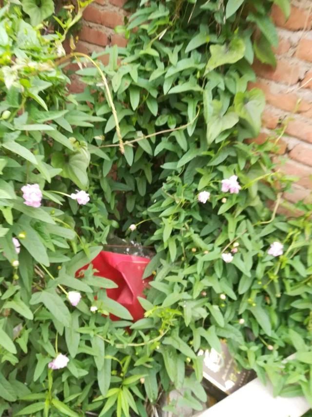 慎养■这花要慎养,每年砍掉3麻袋,照样蹭蹭长