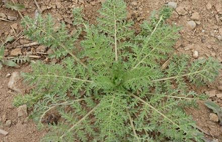  「杂草」这个植物，曾是农民很讨厌的杂草，如今成了人们爱吃的