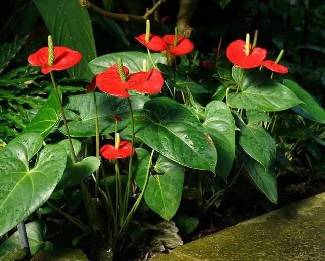  「花烛」花朵优雅的花烛，可布置在树上或岩石上，养成盆栽能不断繁殖