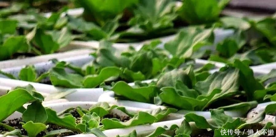  种子@农村的一种作物种植一亩只需5克种子，亩产达5千斤，一斤13元