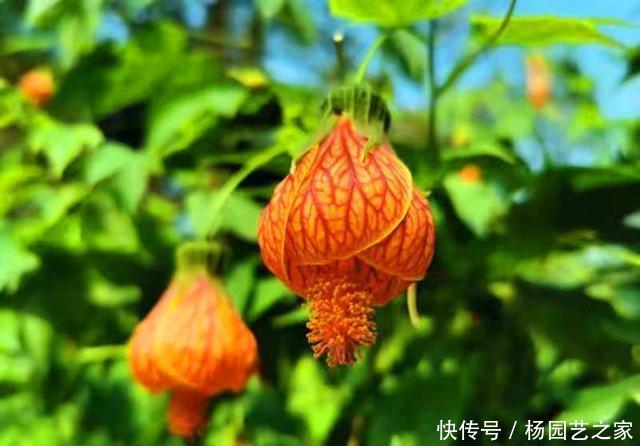 「家里」快过年了,把3种开花像灯笼的花卉种在家里,像张灯结彩一样