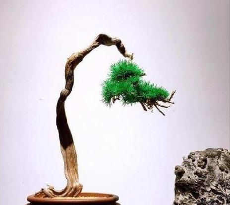  『沉淀』盆景是养花最高境界，人文树盆景就是高层次盆景，全是岁月的沉淀