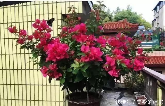 停歇|2种“开花机器”,一年300多天不停歇,养2盆,天天有花看,值