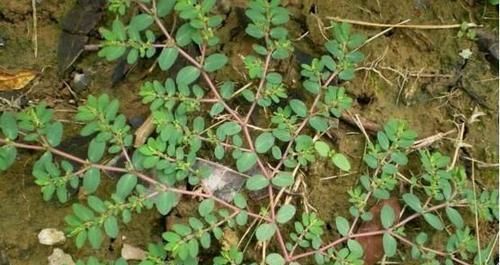  [提高]1种野草，人称“血筋草”，可“通乳、治血崩”，全身都是宝