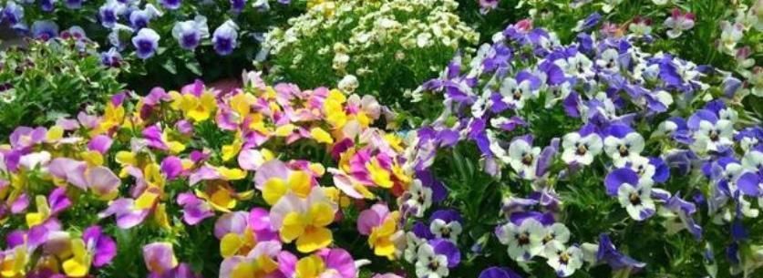  『绣球』居家就养此款花卉，不闻不问，全年开花不断，花开美观又大气