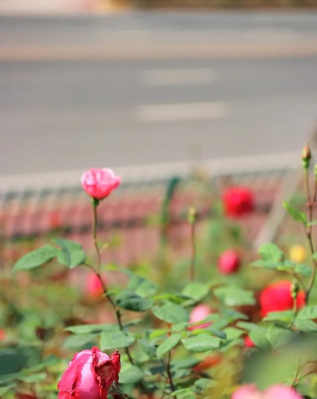  「开好」井研县丨花都开好了！10000余平方米月季花等你来赏