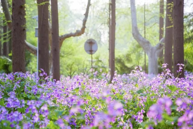 春天，中国最美10座大学，多想回去谈一场恋爱