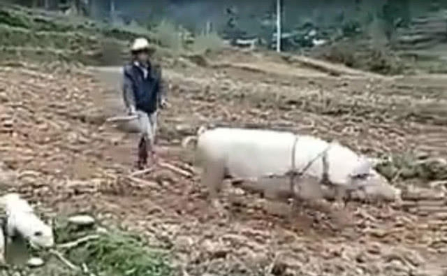 男子深山徒步,发现有人用母猪代替黄牛耕地,不得不佩服母猪！