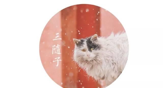 一年 30 多趟故宫，只为拍摄超赞「故宫猫咪图籍」！