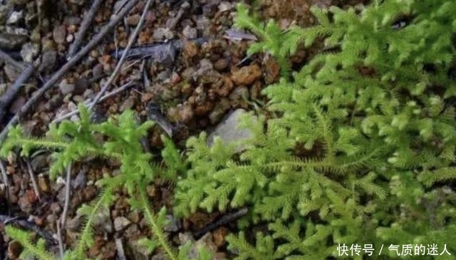  #蜈蚣#小溪边的1种“杂草”，人称“铺地蜈蚣”，挖1棵少1棵，请