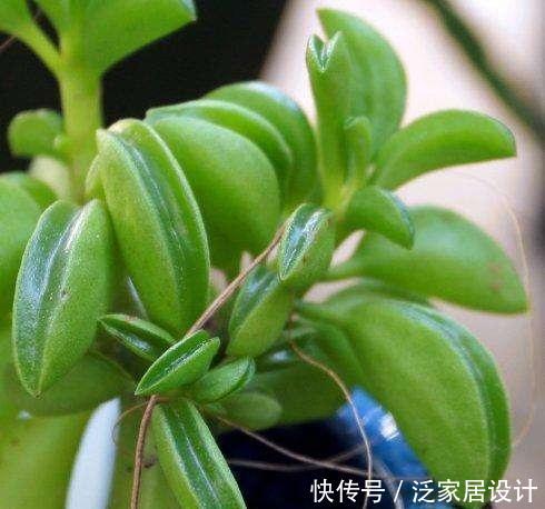  『种植物』一种“椒草”长出大斧子，开春养护要狠心修剪，窜出更多新枝