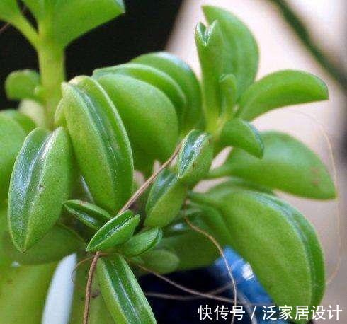 『种植物』一种“椒草”长出大斧子,开春养护要狠心修剪,窜出更多新枝