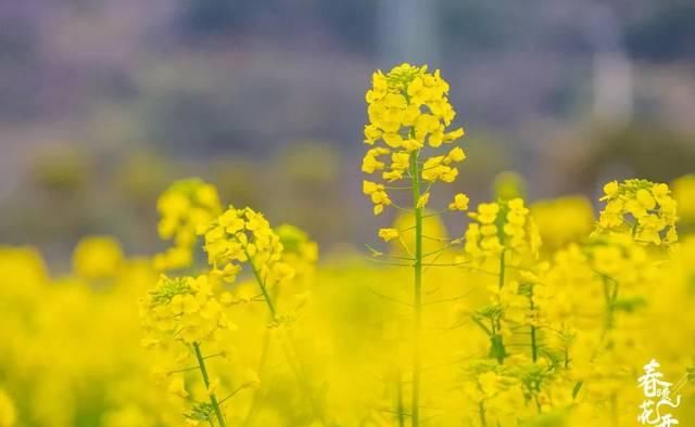 文章图片 "凌寒冒雪几经霜,一沐春风万顷黄" 春晓泰河中学旁油菜花田