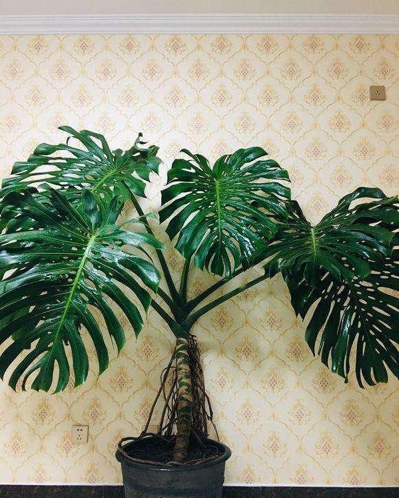 『盆栽』小盆栽养成树,当成传家宝都不为过,搬家都费事