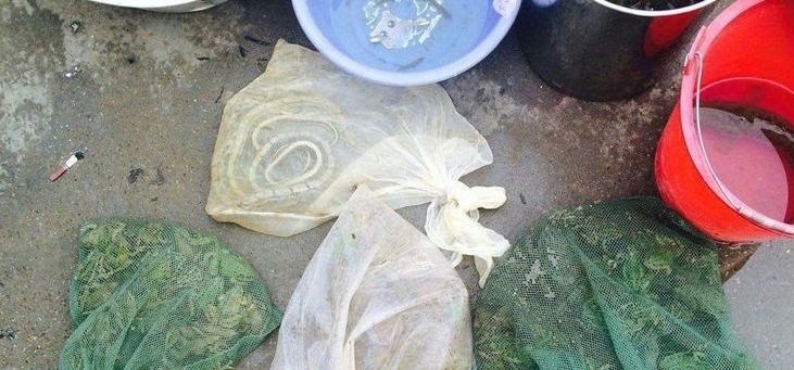  「捕捉」一年可消灭万只害虫，却被当成美味大量捕捉，如今靠养