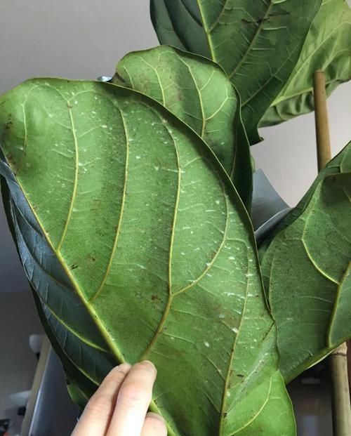  『植物的叶片』两三周给室内植物清洁一次叶片，远离病虫害，让叶子更油亮