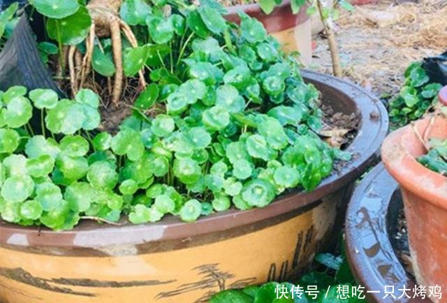  养花■秋季养花第十一期为什么别人水培的铜钱草能叶片大又圆！