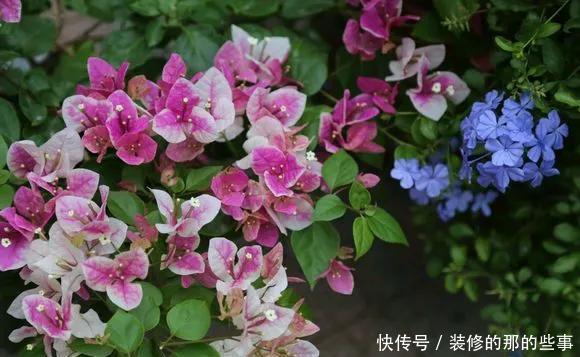  热越■3种花不怕热，现在养几盆，三伏天也能呼呼开，越热越起劲！
