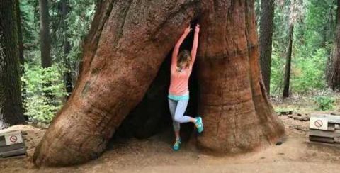 美国的千年古树被挖洞修路，经过一场风雨之后，当地人后悔不已