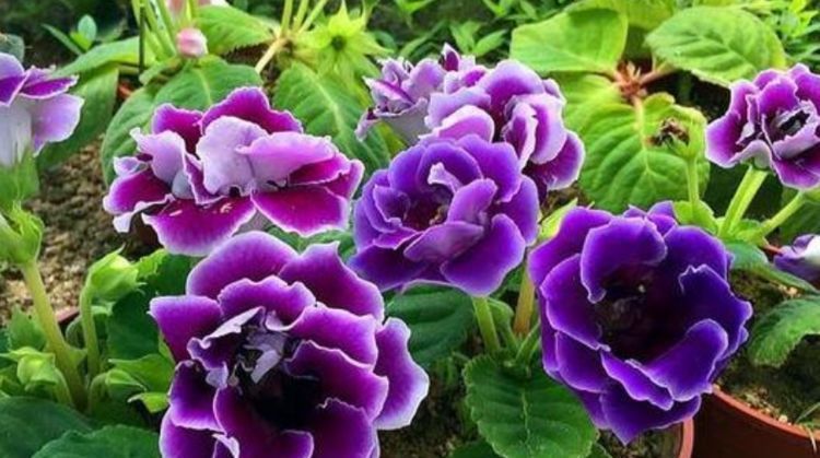  『茉莉花』4种花插土里就活，10天就生根，一年开花200多天，新手也能养好！