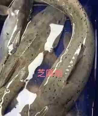  #我国#这种是我国最贵的淡水鱼品种之一，很多人即使钓到都舍不得吃