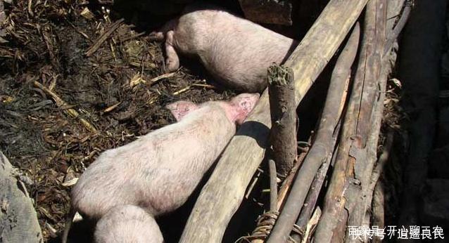 养猪会污染空气，专家建议禁止农民散养猪，老农民一句话怼回去