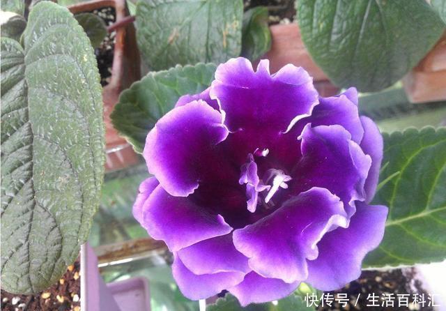 家养|3种花适合家养,花朵硕大颜色鲜艳,开花爆盆非常简单,漂亮极了