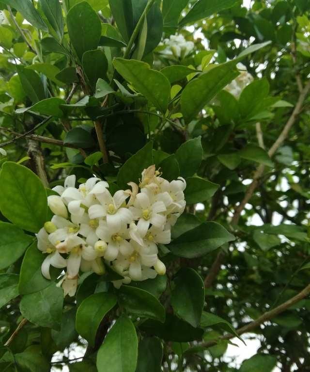  千里香|路边这种开着白色花朵的植物为何叫千里香呢？