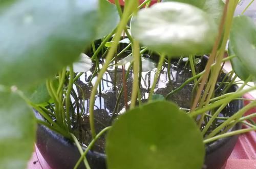 剃头:铜钱草又黄又乱糟糟的该怎么养?剃头半土加半水,一个月再次爆盆