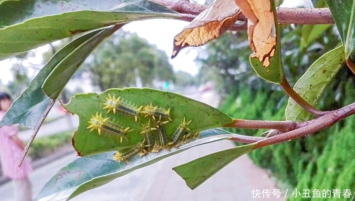 被“洋辣子”蜇了怎么办？老农：别着急，解药就在它身上