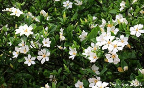 【油绿】最厉害的养花营养液:给栀子花喝一勺,四季油绿,猛长花苞