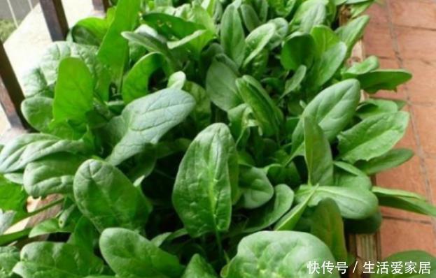  光照@“4种菜”种阳台，5天发芽，20天就上桌，吃完一茬又一茬！