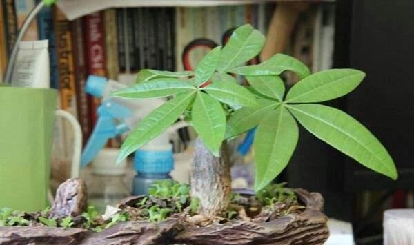  [怕水]这花最怕水，一浇就烂根，旱一旱反而枝繁叶茂！