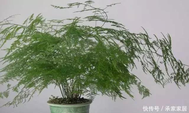 家里|这2种花最“养人”,家里养1盆,空气清新,还杀菌