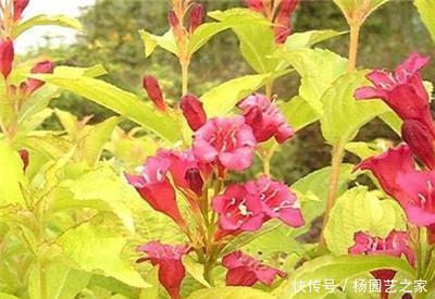 『扦插繁殖』五彩锦带花什么时候扦插