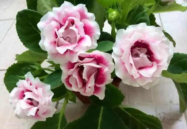  『土壤稍微湿润』进入夏季养5种花，乱浇水“会伤根”，难怪烂根、养不活