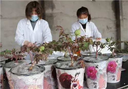『牡丹』这就是山东 抖一抖牡丹|菏泽牡丹越开越美丽,原因何在?