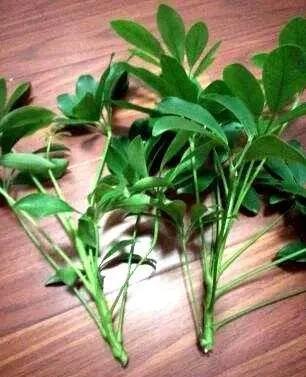 水里|这4种花,剪个枝插水里,10天就生根,当下季节最佳