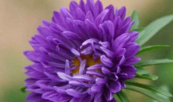 喜欢菊花,不如养盆“菊之珍品”,似金玉明珠,娇巧迷人,美极了