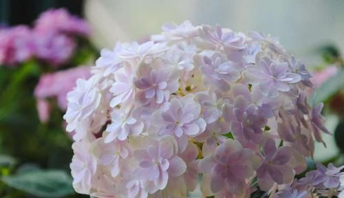  『越冬养护』绣球花的脚芽挤在一团需要掰掉吗？挤挤更健康，芽多来年惊喜不断