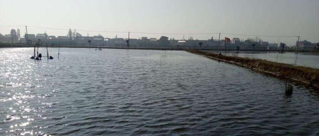  「青虾」一斤卖25元，亩收3500斤，农村大叔遭遇“水产低谷年”