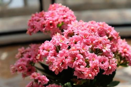  『延长』长寿花开花后，做好3步，又延长花期，让你看个够
