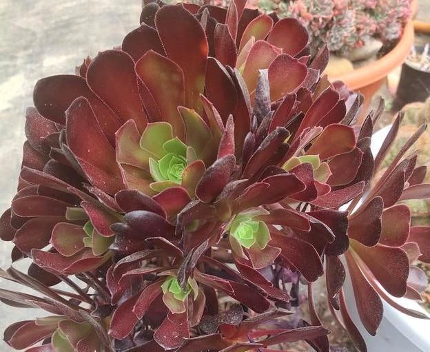  [蚧壳虫]多肉植物病虫害如何预防？怎么做可以快速减少损失，一起来看看吧