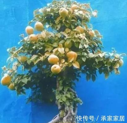 『梨树盆景』果林“白捡”1根梨树桩,养上3年大变样,开花美、坐果多,真是值