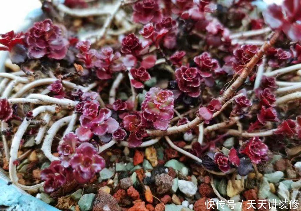 『冬天』多肉小球玫瑰,繁殖能力如野草,冬天也能快速爆盆,紫红一片