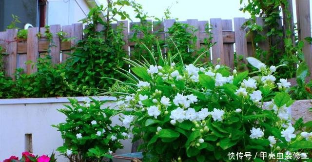  试试：家里这几种花，天生怕晒，一晒就黄，不信就试试